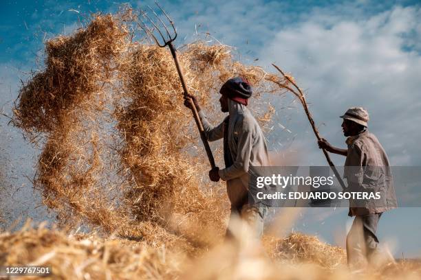 Chaff Def 201 Wheat Chaff Stock Photos, High-Res Pictures, and Images - Getty Images
