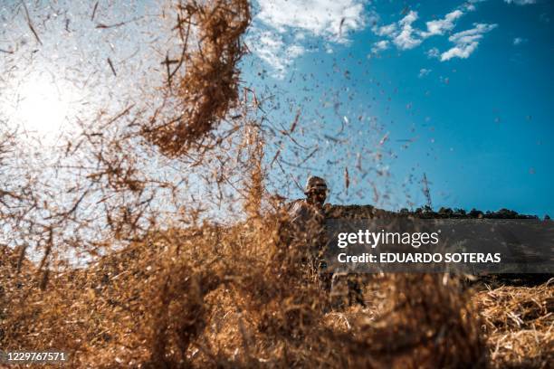Chaff Rootless 200 Wheat Chaff Stock Photos, High-Res Pictures, and Images - Getty Images