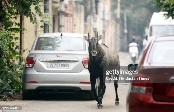 Nilgai spotted near Bengali Marketat Mandi House on November 25, 2020 in New Delhi, India.