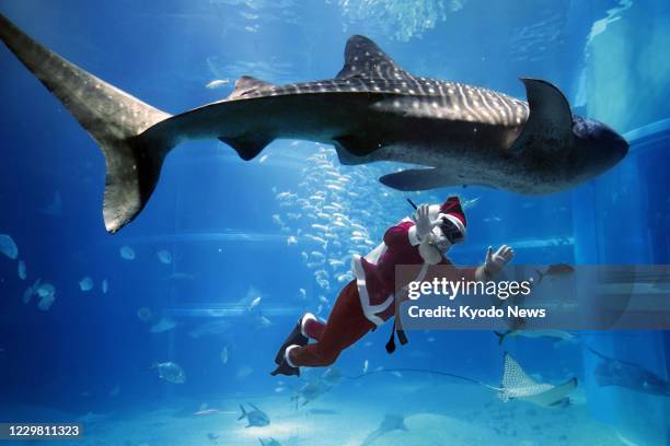 Diver in a Santa Claus suit swims with a whale shark in a fish tank at the Kaiyukan aquarium in Osaka on Nov. 27, 2020.