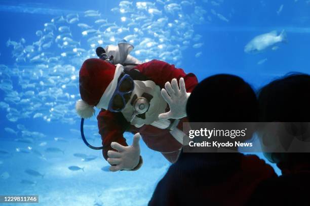 Diver in a Santa Claus suit swims in a fish tank at the Kaiyukan aquarium in Osaka on Nov. 27, 2020.