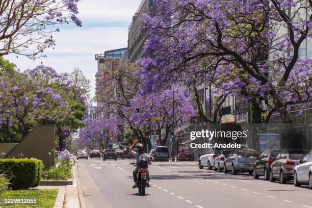 View of the city of Buenos Aires with Jacaranda trees in bloom during spring on November 23, 2020.