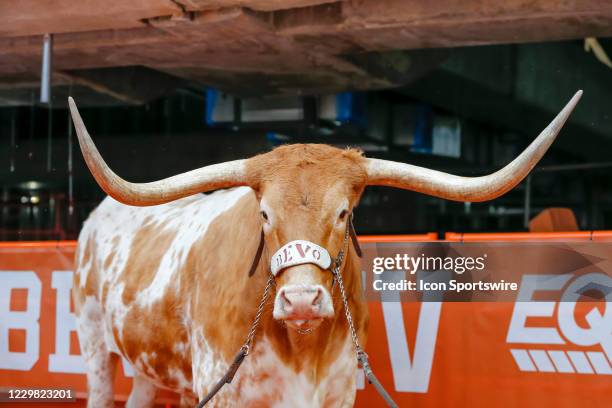 The Texas Longhorns mascot Bevo looks on during the game between the Texas Longhorns and the Iowa State Cyclones on November 27, 2020 at Darrell K...