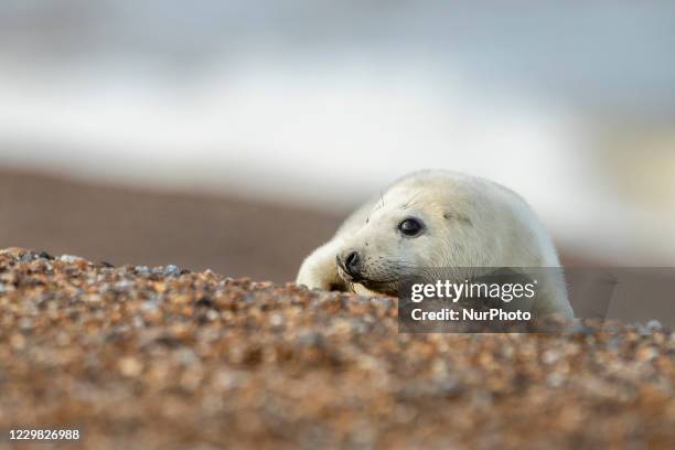 Grey Seal breeding season at Blakeney Point in Norfolk on Monday 23rd November 2020.