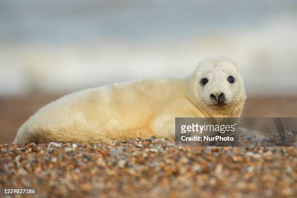 Grey Seal breeding season at Blakeney Point in Norfolk on Monday 23rd November 2020.