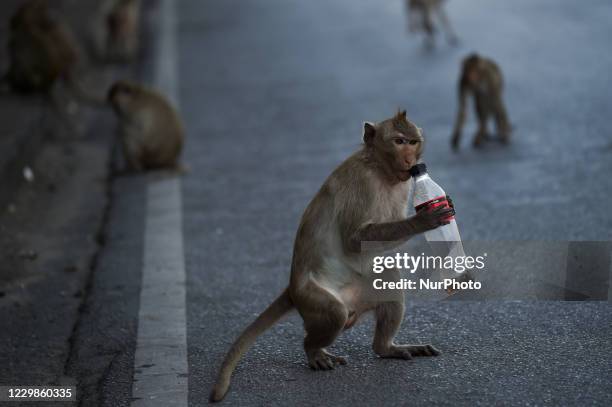 Monkey tries to drink coca cola soft drink from a plastic bottle during the Monkey Buffet Festival at the Phra Prang Sam Yod temple in the city of...
