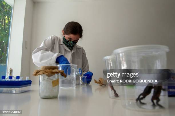 Biologist Andrea Teran checks a Jambato toad or Quito stubfoot toad at the Jambatu Center for Amphibian Research and Conservation, in San Rafael,...