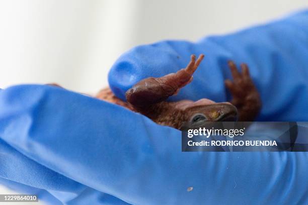 View of a Jambato toad or Quito stubfoot toad during an analysis at the Jambatu Center for Amphibian Research and Conservation, in San Rafael,...