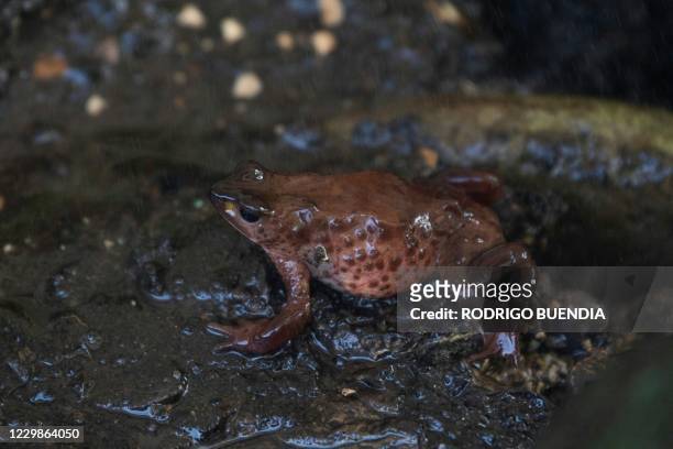 View of a Jambato toad or Quito stubfoot toad at the Jambatu Center for Amphibian Research and Conservation, in San Rafael, Ecuador on November 9,...