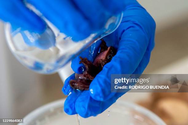 View of a Jambato toad or Quito stubfoot toad during an analysis at the Jambatu Center for Amphibian Research and Conservation, in San Rafael,...