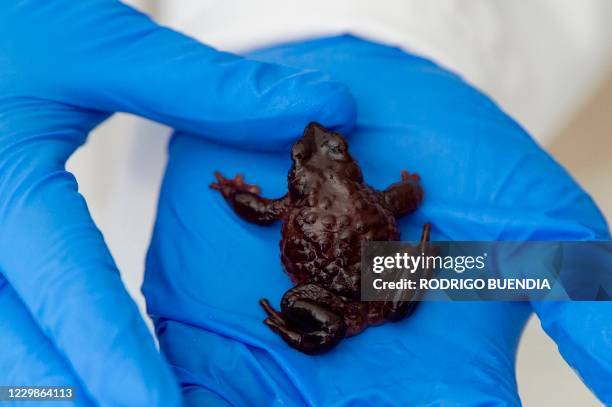 View of a Jambato toad or Quito stubfoot toad during an analysis at the Jambatu Center for Amphibian Research and Conservation, in San Rafael,...