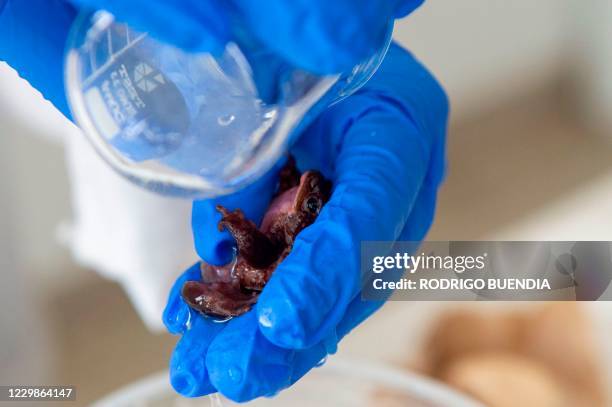 View of a Jambato toad or Quito stubfoot toad during an analysis at the Jambatu Center for Amphibian Research and Conservation, in San Rafael,...