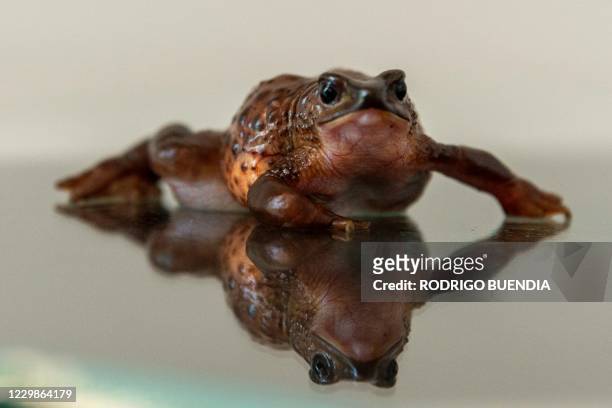 View of a Jambato toad or Quito stubfoot toad during an analysis at the Jambatu Center for Amphibian Research and Conservation, in San Rafael,...