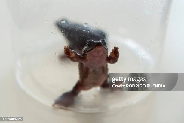 View of a Jambato toad or Quito stubfoot toad at the Jambatu Center for Amphibian Research and Conservation, in San Rafael, Ecuador on November 9,...