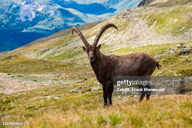 Male Ibex , standing on the pastures in the Piz Languard area.