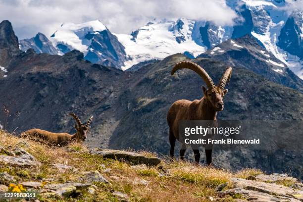 Two male Ibexes , standing on the pastures in Piz Languard area, the summit of Piz Palü, partly covered in clouds, in the distance.