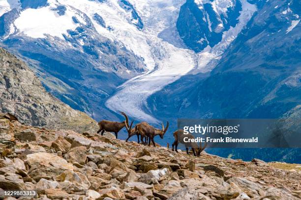 Herd of male Ibexes , grazing on the rocky pastures in the Piz Languard area, the Morteratsch Glacier in the distance.