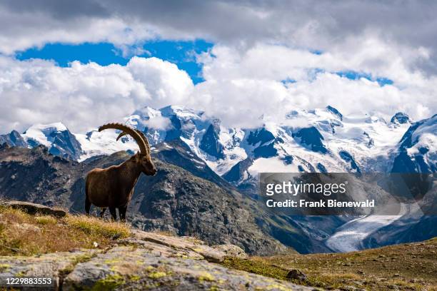 Male Ibex , standing on the pastures in Piz Languard area, the summit of Piz Palü, partly covered in clouds, in the distance.