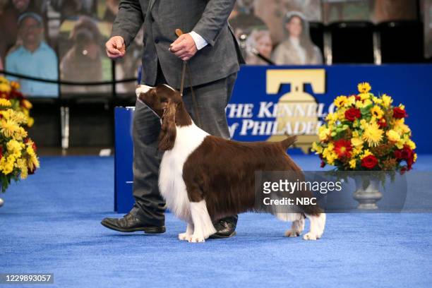 Pictured: 2020 National Dog Show Sporting Group Winner, English Springer Spaniel named "Teddy" --