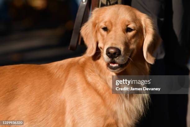 Golden Retriever seen on the set of 'Hawkeye' in Washington Square Park on December 3, 2020 in New York City.
