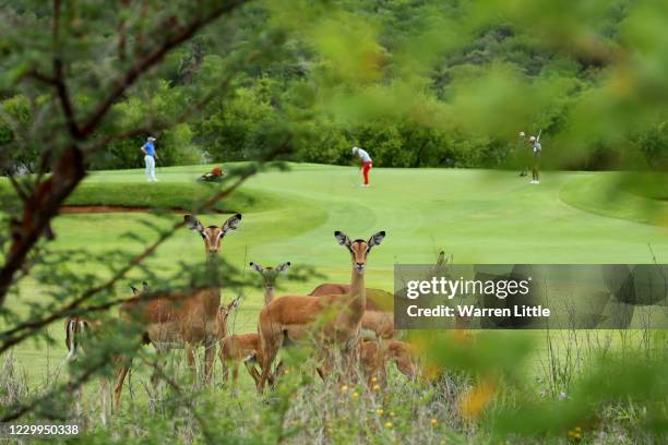 General View of Impalas by the 1st green during the third round of the South African Open at Gary Player CC on December 5, 2020 in Sun City, South...
