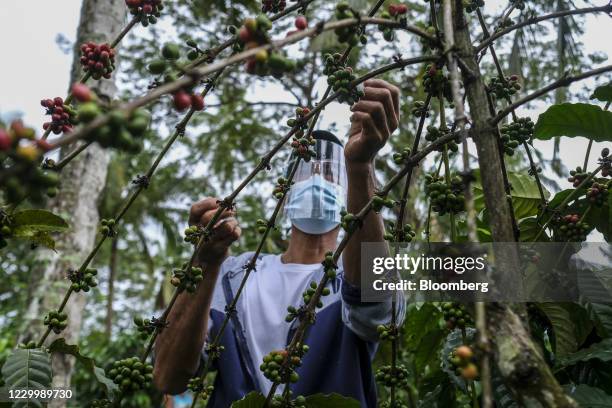 Picker wears a face shield and protective mask while harvesting coffee cherries at the Finca Del Carmen plantation in Lipa, Batangas, the...