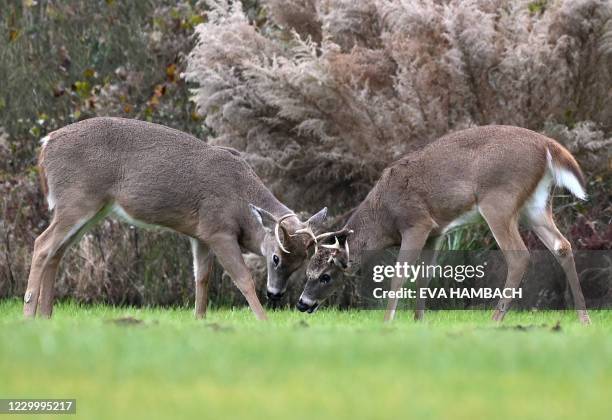 Two bucks are seen at Cape Henlopen State Park, in Lewes, Delaware, on November 25, 2020. - Whitetail deer vary in color from reddish brown in the...