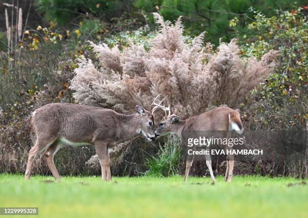 Two bucks are seen at Cape Henlopen State Park, in Lewes, Delaware, on November 25, 2020. - Whitetail deer vary in color from reddish brown in the...