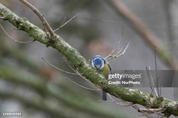 The Great tit or Parus Major passerine bird as seen in Zuid-Kennemerland National Park. The colorful songbird in its natural environment, the forest,...