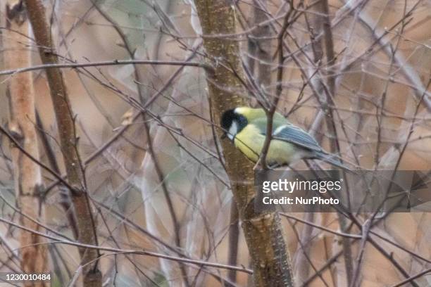 The Great tit or Parus Major passerine bird as seen in Zuid-Kennemerland National Park. The colorful songbird in its natural environment, the forest,...