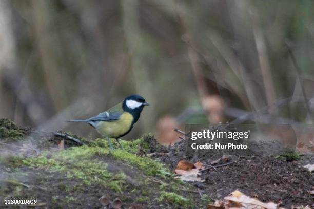 The Great tit or Parus Major passerine bird as seen in Zuid-Kennemerland National Park. The colorful songbird in its natural environment, the forest,...