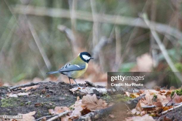 The Great tit or Parus Major passerine bird as seen in Zuid-Kennemerland National Park. The colorful songbird in its natural environment, the forest,...