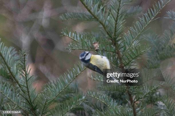 The Great tit or Parus Major passerine bird as seen in Zuid-Kennemerland National Park. The colorful songbird in its natural environment, the forest,...