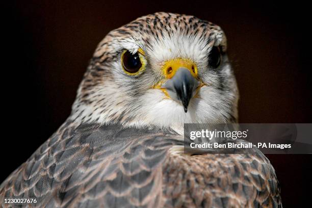 Jack Daniels, a saker falcon, at the International Centre for Birds of Prey in Newent, Gloucestershire, which is joining a release and breeding...