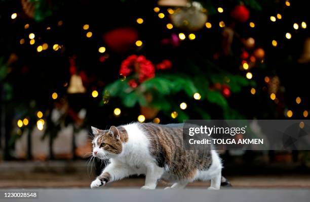 Larry the 10 Downing Street cat stalks a pigeon near the CHristmas tree in Downing Street in central London on December 9, 2020. - British Prime...