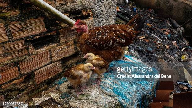Chicken and its chicks populate the alleways in the Roupa Suja area in Favela da Rocinha on December 9, 2020 in Rio de Janeiro, Brazil. Rocinha is...
