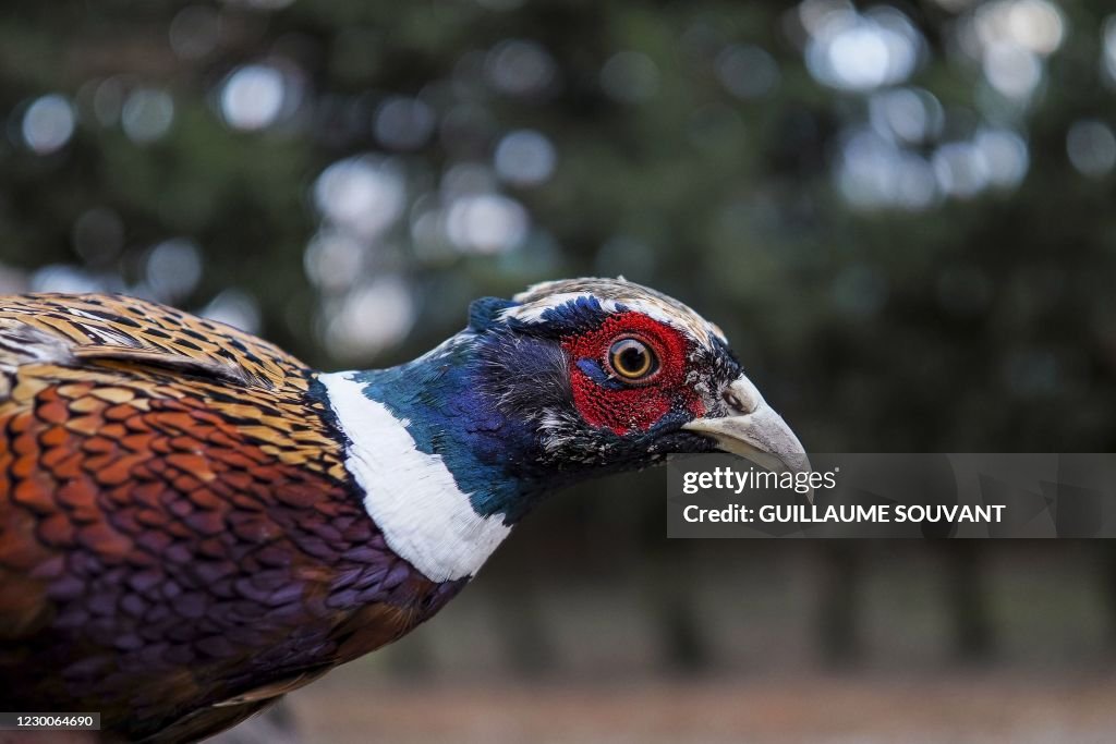 FRANCE-AGRICULTURE-HUNTING-VIRUS