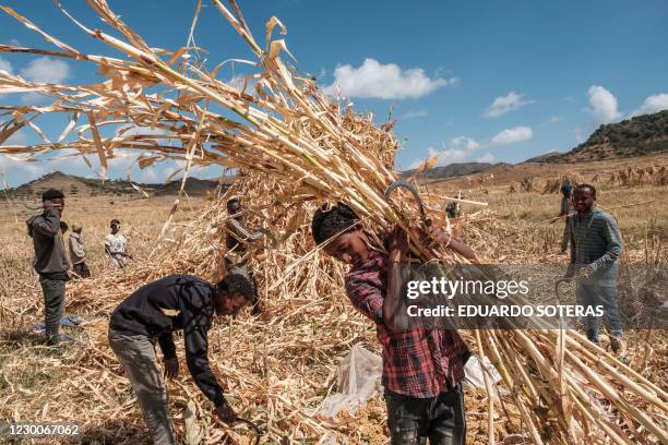 Farmers harvest crops of sorghum in a field near the village of Ayasu Gebriel, near Alamata, on December 10, 2020.