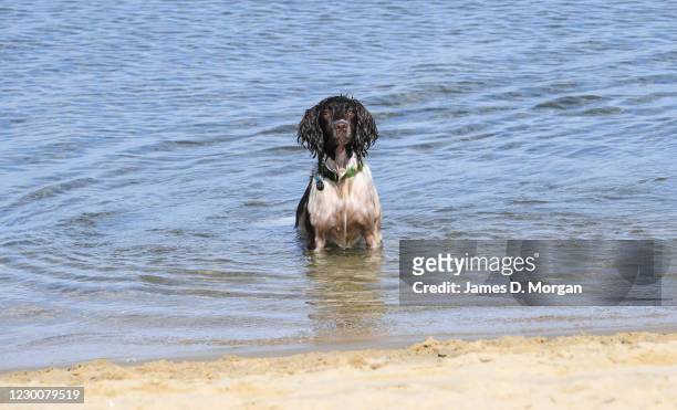 Twiglet, an English Springer Spaniel enjoys the beach as owners enjoy more time with their dogs during the Covid-19 pandemic on May 16, 2020 in...
