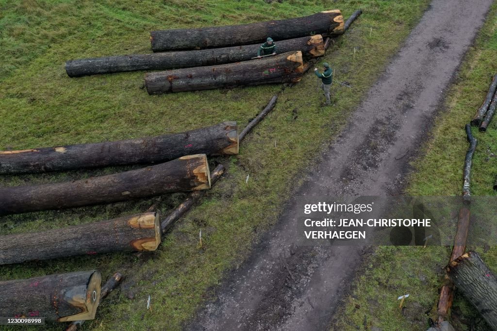 FRANCE-WOOD-OAK-STAVE