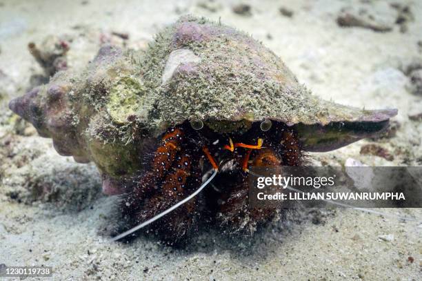 This underwater picture taken on November 17, 2020 shows a white spotted hermit crab near Koh Lipe island, a popular diving area in the Andaman Sea,...