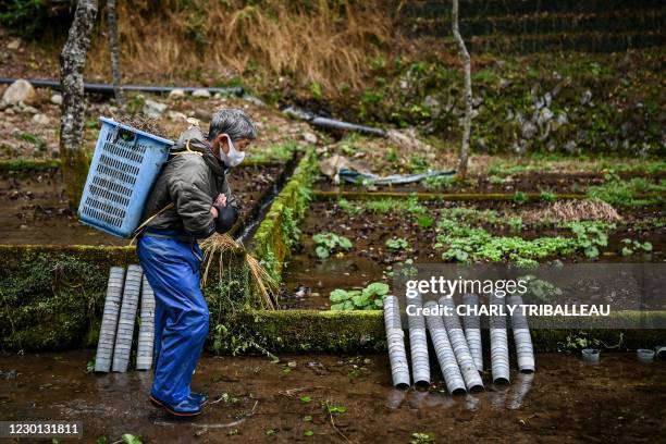 In this picture taken on November 24 Yoshihiro Shioya carries a container of wasabi at a farm in Ikadaba in the city of Izu, Shizuoka prefecture. -...