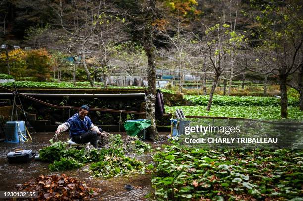 In this picture taken on November 24 a man cultivates wasabi at a farm in Ikadaba in the city of Izu, Shizuoka prefecture. - If you've eaten sushi,...