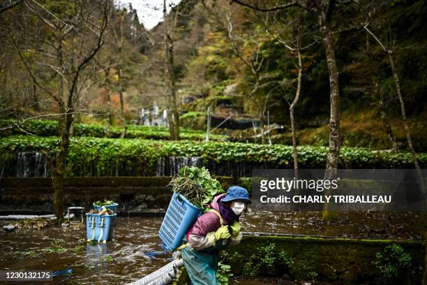 In this picture taken on November 24 a woman carries a container of wasabi at a farm in Ikadaba in the city of Izu, Shizuoka prefecture. - If you've...