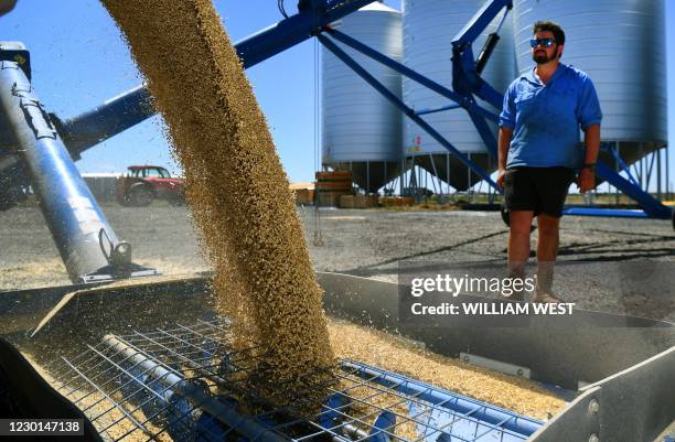 Photo taken on December 14, 2020 shows farmhand Hugh Stocks looks on as barley pours into an auger to transfer to storage in a grain hopper after...