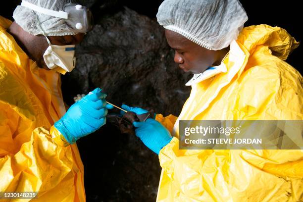 Researchers with Franceville interdisciplinary Medical Research Centre collect samples from a bat on November 25, 2020 inside a cave in the Zadie...