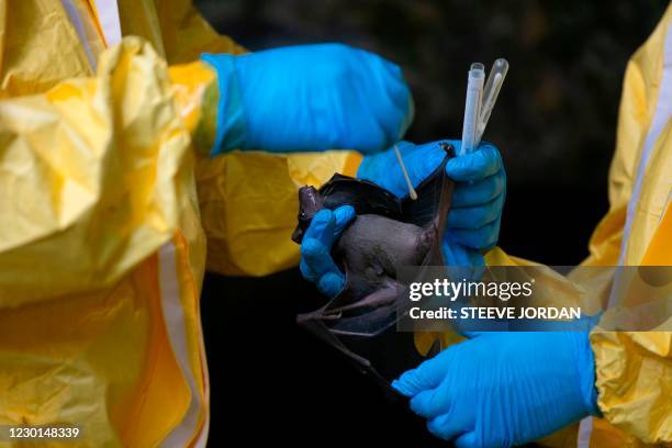 Researchers with Franceville interdisciplinary Medical Research Centre collect samples from a bat on November 25, 2020 inside a cave in the Zadie...