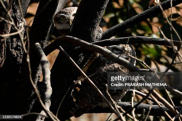 Spotted owlets are seen on a tree branch in Kathmandu on December 17, 2020.