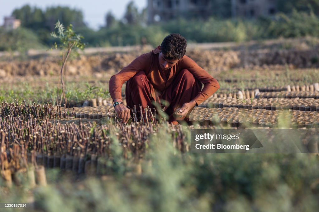 A 10 Billion-Tree Plan Is Restoring Pakistan's Lost Forests