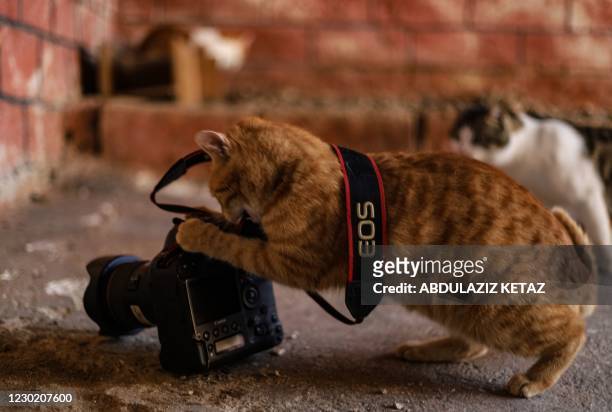 Cat grapples a DSLR camera laid on the ground at an animal shelter built by the Syrian Organization for the Rescue of Animals in Azmarin near the...